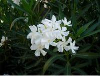 Уход за олеандром в домашних условиях Белый олеандр цветок
